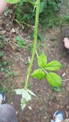 Rubus