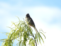 Zonotrichia capensis