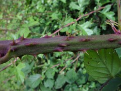 Rubus newbouldii