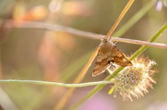 Heliothis viriplaca