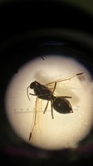 Formicidae