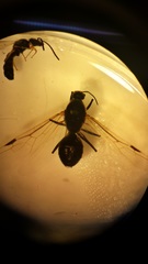 Formicidae