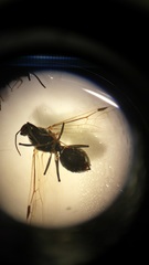 Formicidae