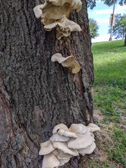 Pleurotus