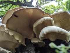 Pleurotus