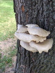 Pleurotus