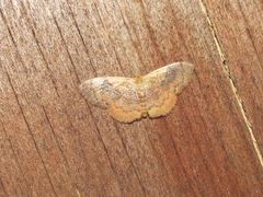 Leptostales ferruminaria