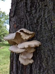 Pleurotus