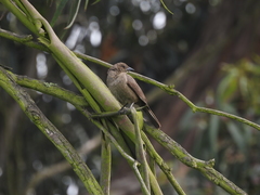 Molothrus bonariensis