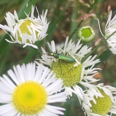 Chrysanthia viridissima
