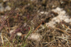 Agrostis delicatula