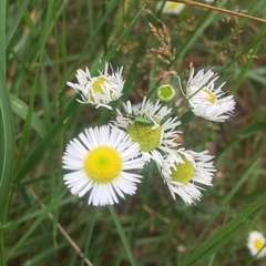 Chrysanthia viridissima