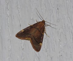 Hypsopygia thymetusalis