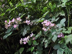 Rubus incurvatus