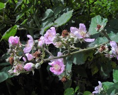 Rubus incurvatus