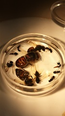 Apis mellifera