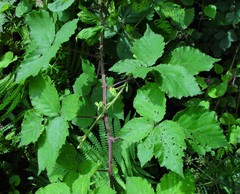 Rubus incurvatus