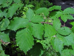 Rubus incurvatus