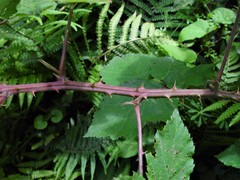 Rubus incurvatus