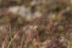Agrostis delicatula