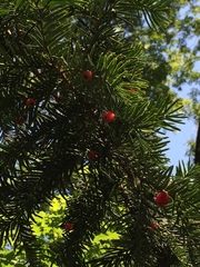 Taxus baccata
