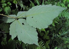Rubus incurvatus