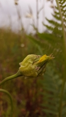 Microseris laciniata