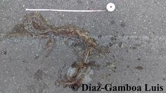 Pseudelaphe phaescens