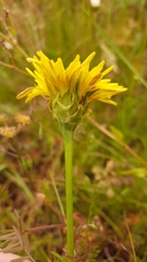 Microseris laciniata