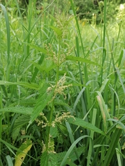 Urtica sondenii