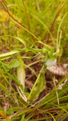 Microseris laciniata
