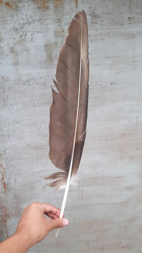 Plume de Gypaète barbu