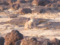 Vulpes bengalensis