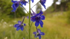 Delphinium nuttallii