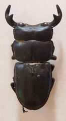 Dorcus antaeus miyashitai