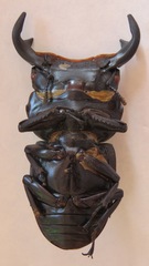 Dorcus antaeus miyashitai