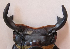 Dorcus antaeus miyashitai