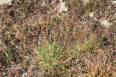 Agrostis delicatula