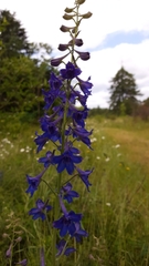 Delphinium nuttallii