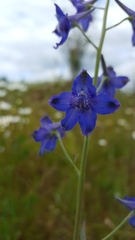 Delphinium nuttallii