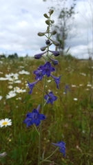 Delphinium nuttallii