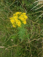 Jacobaea vulgaris