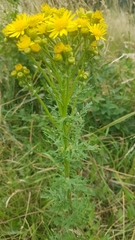 Jacobaea vulgaris