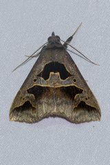 Tephriopis divulsa