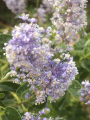 Ceanothus parvifolius