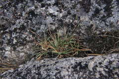 Agrostis delicatula