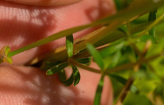 Galium labradoricum