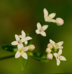 Galium labradoricum