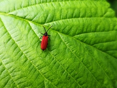 Pyropterus nigroruber