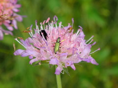 Chrysanthia geniculata